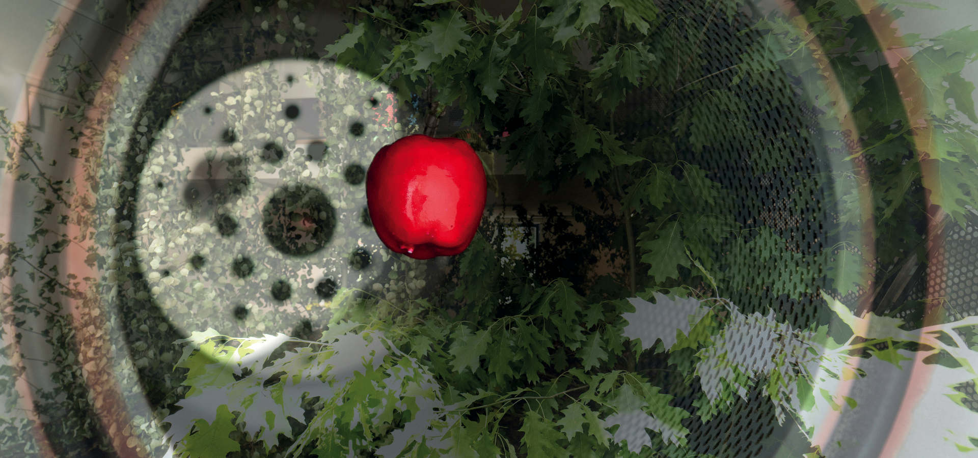 »Cymreid« von Adam Cmiel